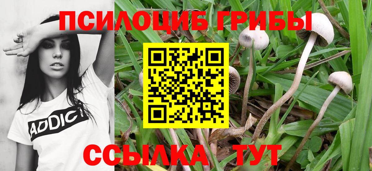 Галлюциногенные грибы Magic Shrooms  Вход с VPN  Галлюциногенные грибы Psilocybine cubensis  Котельники 